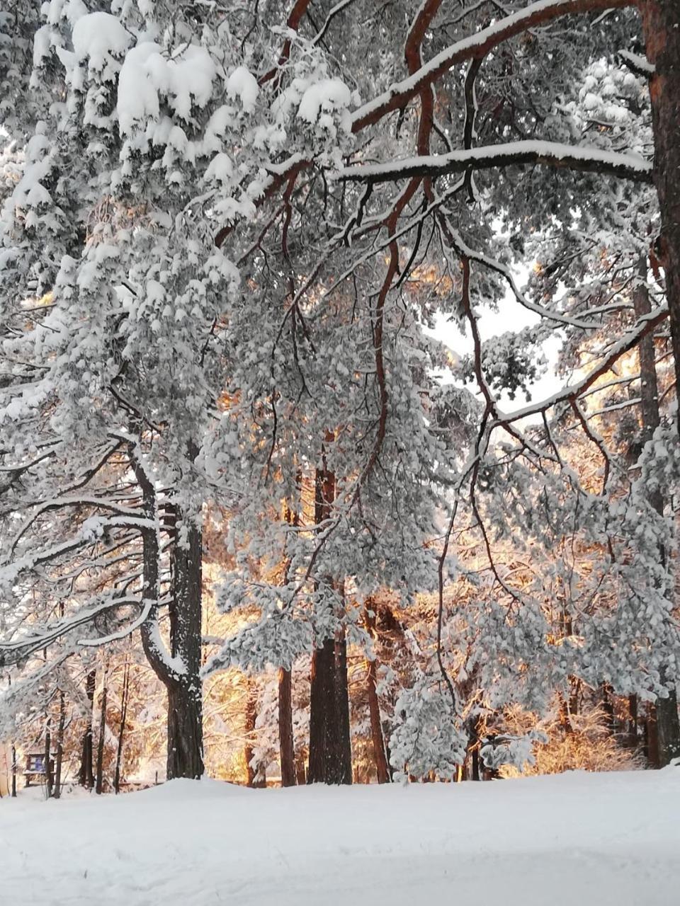 Zlatibor Wood Διαμέρισμα Εξωτερικό φωτογραφία